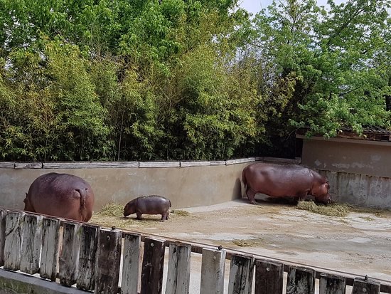 Ultime dallo zoo